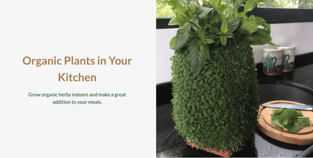 Soiley - grow plants and herbs indoors without soil
