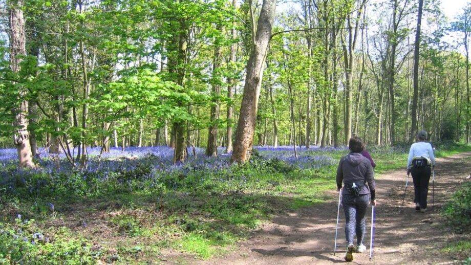 Pipsticks Walks - it's time to make your shoes happy